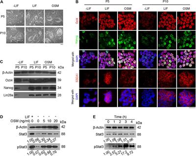 Oncostatin M Maintains Naïve Pluripotency of mESCs by Tetraploid Embryo Complementation (TEC) Assay